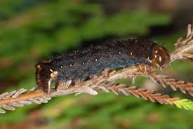 Image result for Hyppa rectilinea