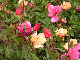 Maybe you would like to learn more about one of these? Amazon Com 25 Mixed Colors Angel Wings Miniature Rose Bush Mix Rosa Chinensis Flower Seeds Garden Outdoor