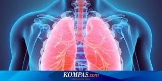 Cacing tanah bernafas melalui kulit lembap. Misteri Tubuh Manusia Cara Sistem Pernapasan Lindungi Paru Paru Dari Virus Halaman All Kompas Com