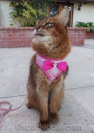 california cold cat behavior crazy cats cats