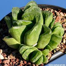 Green cactus in a white flowerpot like cat and a woman's hand holding a razor in palm on a pink background. Haworthia Cv Green Rose