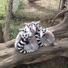 Image result for animal kingdom