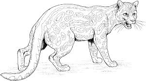 Big Cat Coloring Pages Sketch Coloring Page Cat Coloring Page Cat Coloring Book Animal Coloring Pages