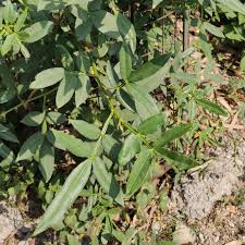 Image result for Zanthoxylum sp. A