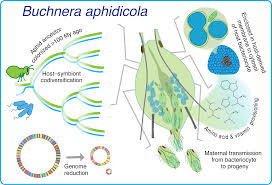 Image result for Buchnera