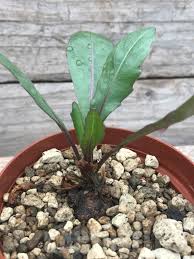 Image result for Kleinia sp.no.1