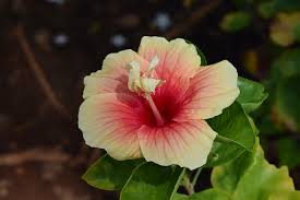 Daun, bunga, dan akar hibiscus rosa sinensis mengandung flavonoida. Hibiscus Rosa Sinensis Blume Kostenloses Foto Auf Pixabay