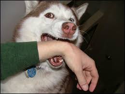 How to train a puppy not to bite. My Puppy Won T Stop Biting Me I Ve Tried Everything Dog Fiesta Online