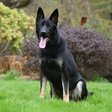 Status The German Shepherd Protection Dog Status Is Bi Color Male German Shepherd He Is Large And Well Built With A Shiny Blac Dogs Dog Status Military Dogs
