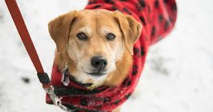 They are one of the easiest, sweetest pets. Keeping Pets Safe During Winter The Dangers Of Ice Melts Aspca