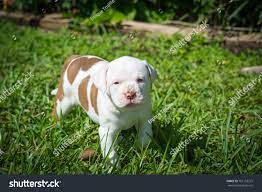 Beautiful Puppyamerican Bulldog Puppy Blue Eyes Stock Photo Edit Now 761153272