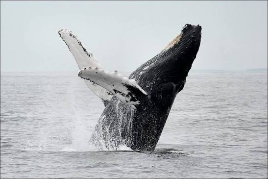 Capt. Bill & Sons Whale Watch | Gloucester MA