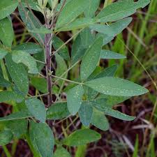 Image result for Crotalaria micans