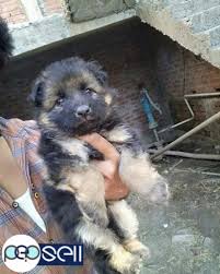 Our puppies are raised in our home with love and affection. German Shepherd Male And Female Available Patna Free Classifieds