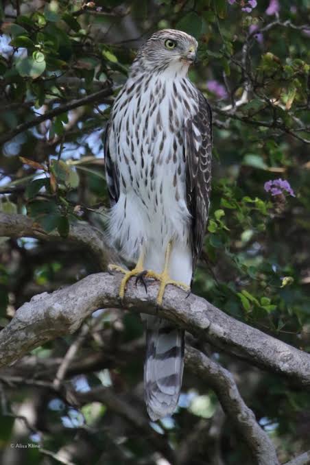 Cooper's follies - Buffalo Bayou Partnership