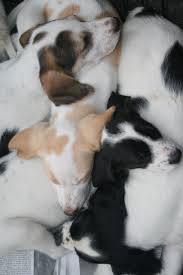 Wags And Whiskers In Pictures Two Dog Tales