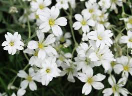 Jun 14, 2021 · the baby's breath plant likes an alkaline or sweet soil. How To Grow Gypsophila Quick 3 Step Guide Krostrade