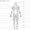 Anatomy of the muscular system chapter 10 279. 1