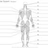 In a diagram of the muscle twitch can be seen the latent in the human body quantal summation is accomplished by the nervous system, stimulating increasing numbers of cells or. 1