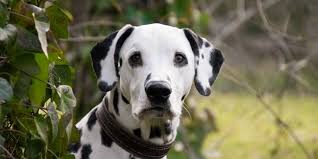 Bildergebnis für Listeriose