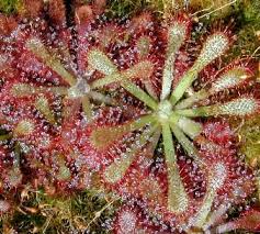 Image result for Drosera natalensis