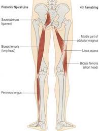 Head of fibula and lateral condyle of tibia. Neurokinetic Therapy The Biceps Femoris Is Such An Important Muscle Because It Helps Connect The Lower And Upper Bodies Startin Muscle Anatomy Anatomy Biceps