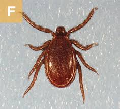 Tick Borne Rickettsial Infections Of Dogs Today S Veterinary Practice