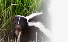 The Top 10 Ways To Remove The Smell Of Skunk From The House Allwildlife Ca