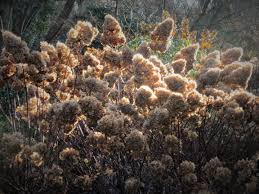 Image result for hydrangea paniculata vanille fraise