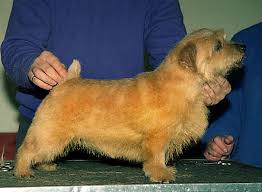Norfolk terrier og norwich terrier er nært beslægtede, selv om de har nogle få vigtige forskelle. Coat Care The Norfolk Terrier Club Of Great Britain