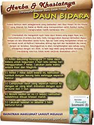 Daun ini akan menghentikan pendarahan dan mengeringkan luka agar cepat pulih sehingga. Khasiat Daun Pokok Bidara Kesehatan Tanaman Obat Tanaman