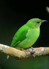 Pin By Erdal Yavas On Pajaros In 2020 Pretty Birds World Birds Beautiful Birds