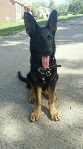 They also exhibit a few other physical differences, including a straighter back, that distinguish them from their typically colored counterparts. Pin By Tiffany Hale On Animals In 2021 Bi Color German Shepherd Shepherd Dog Breeds Black German Shepherd