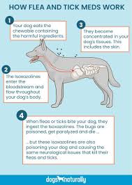 The skin may look red and bumpy, especially if your dog has been scratching. Pin On Lola Stella Orie