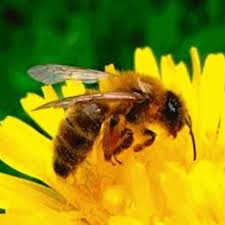 Vins Du Sud Ouest Les Neonicotinoides Tueurs D Abeilles Photo Abeille Abeilles Sauvages Abeille