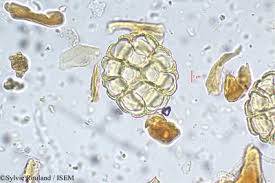 Image result for Cienfuegosia gerrardii
