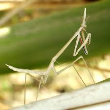 Image result for Gyrodoma hispida