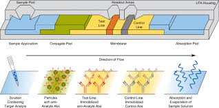 The schick test is an intracutaneous skin test to determine the immunity strain for diphtheria by detecting the presence of antitoxins in the blood to this respiratory disease. Recent Advances In Immunodiagnostics Based On Biosensor Technologies From Central Laboratory To The Point Of Care Springerlink