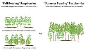 Received from whiffletree nursery, 'aac eden' thornless red raspberry and 'purple dream'. Raspberries For The Home Garden 7 001 Extension