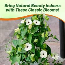 Image result for Thunbergia annua