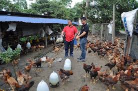 Dalam tujuh bulan terakhir, kerugian peternak rakyat dan mandiri disinyalir mencapai rp 1,4 miliar akibat harga jual ayam potong hidup (live birds) yang terus anjlok akibat. Alumni Ums Usahakan Industri Ternakan Ayam Secara Besar Besaran