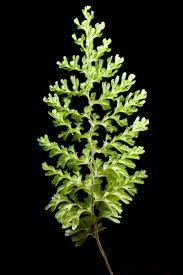 Image result for Hymenophyllum splendidum