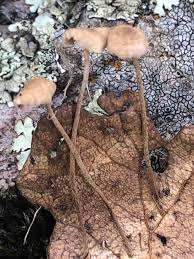 Image result for Marasmius opacus