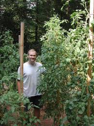 See full list on gardenerspath.com Five Questions With Tomato Expert Craig Lehoullier