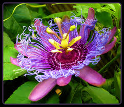In spite of their exotic appearance, bromeliads are surprisingly unfussy tropical plants that can tolerate a wide range of temperatures from near freezing to triple digits. The Passion Flower One Of The Most Exotic I Ve Ever Seen Flickr