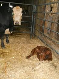 Elizabeth scales mound road scales mound, illinois 61075 (jo davies county). Zurbrugg Farms Christmas Trees Portland Or Local Business Facebook