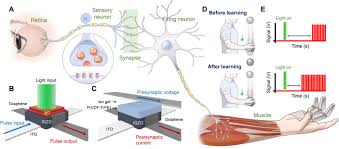 Thus a white person or a black person in india catches attention faster. Artificial Stimulus Response System Capable Of Conscious Response Science Advances