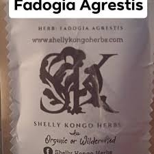 Image result for Fadogia arenicola