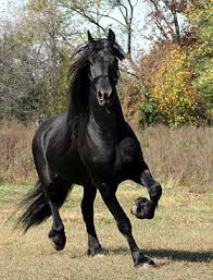 Le cheval a été domestiqué par l'homme, il y a très les chevaux ont une crinière, des sabots, ou un museau. Frison Cheval Wikipedia