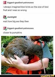 ª I Always Imagined Kiwi Birds As The Size Of Kiwi Fruit And Iwas So Wrong Wail How Big Are They Then Closer To Pumpkins Ifunny Kiwi Bird Kiwi Animal Kiwi